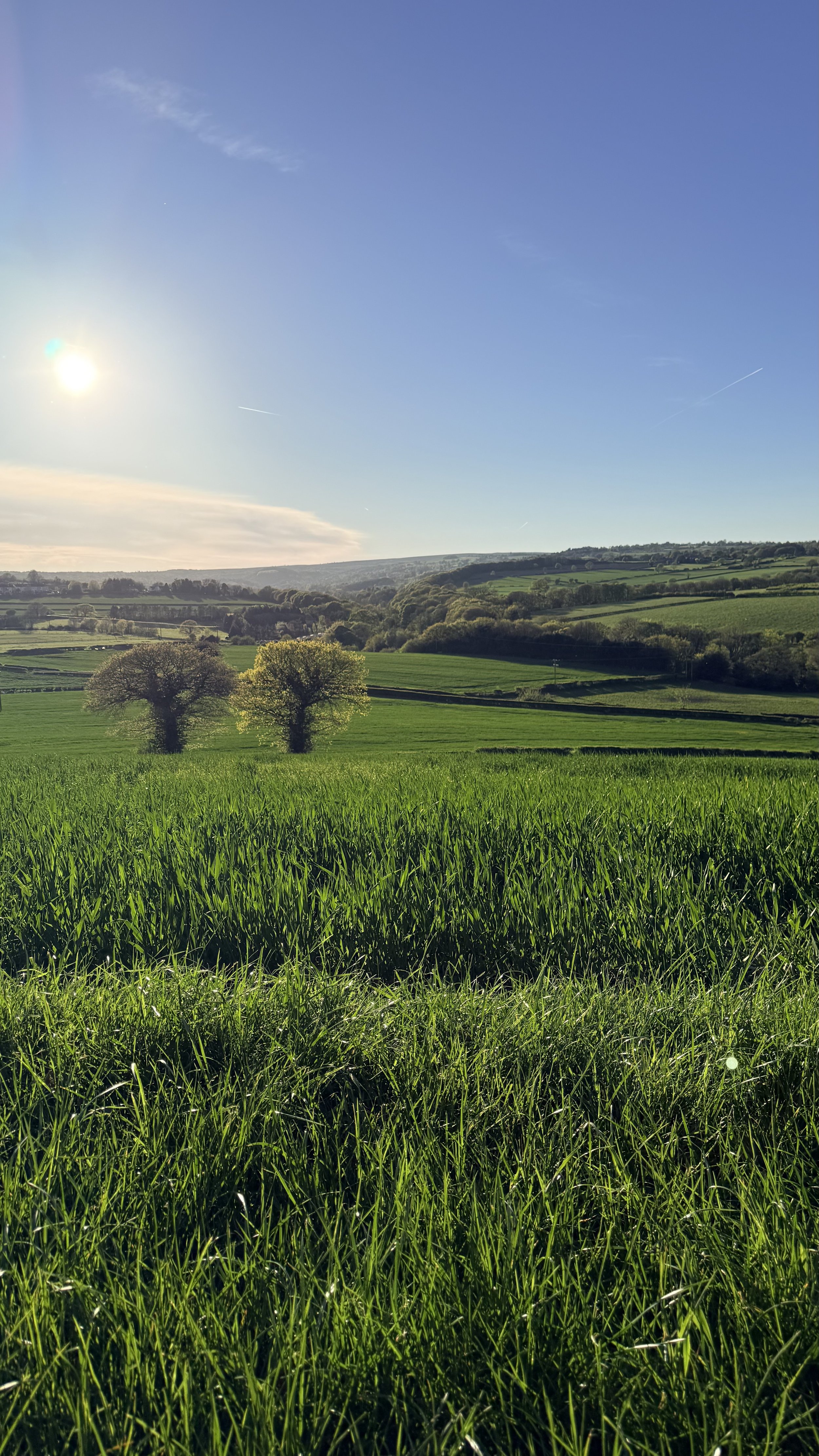 A green field with a few trees and rolling hills in the background under a clear blue sky with the sun shining.