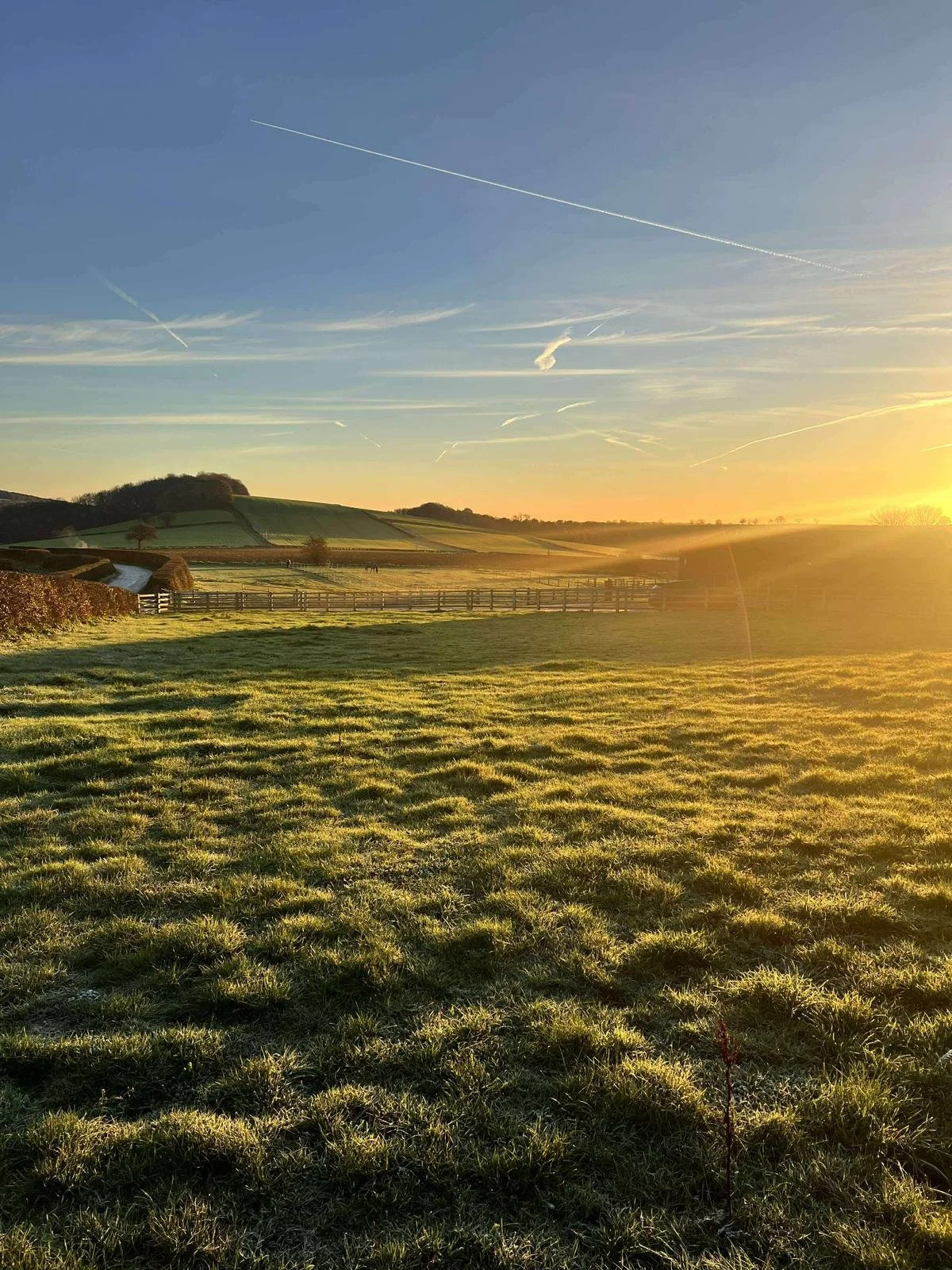 Sunset over a grassy field with rolling hills and trees, with a clear sky and several contrails from airplanes.