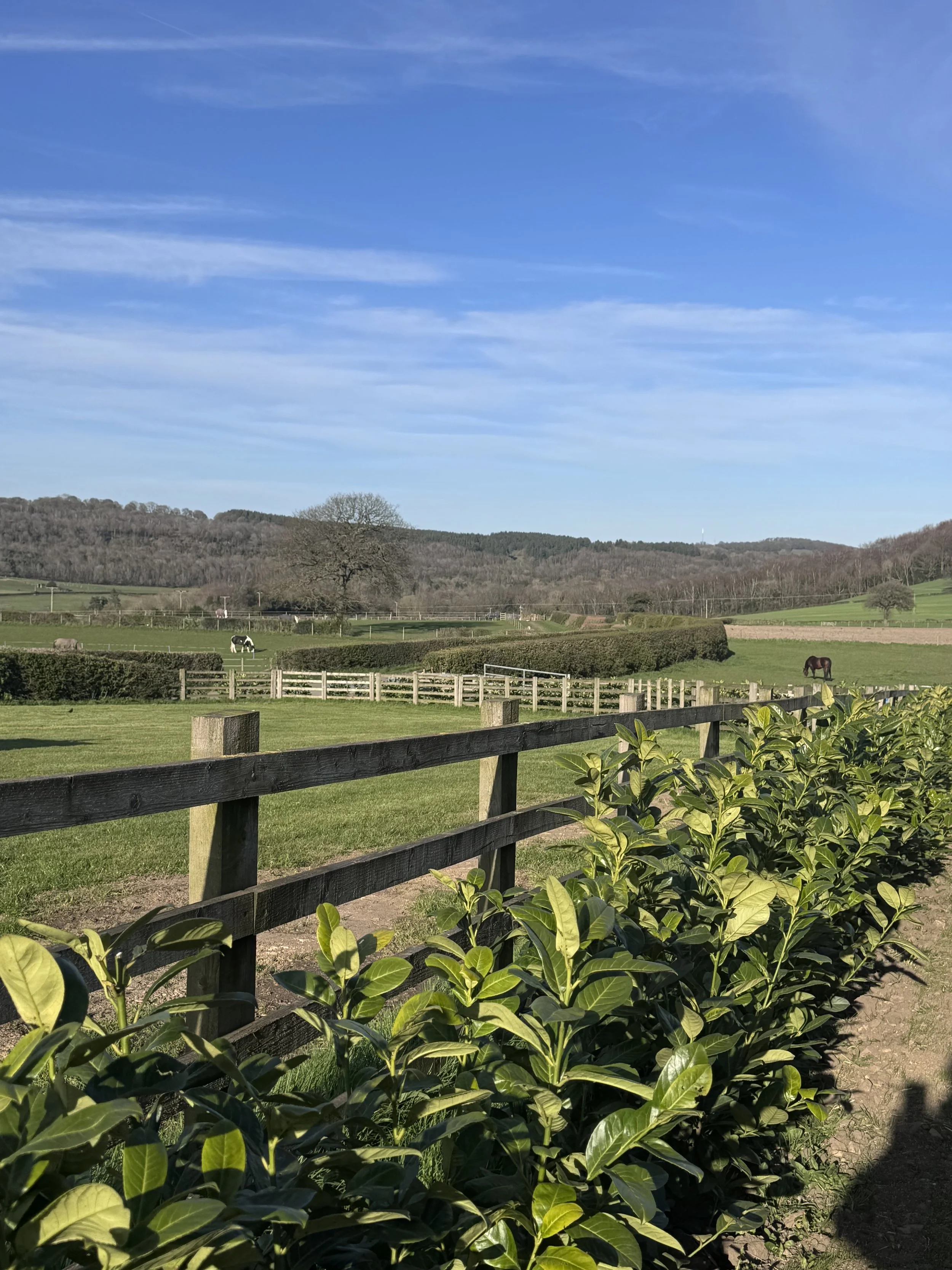 A rural landscape with a grassy field, a wooden fence, and trees in the distance under a blue sky with some clouds.