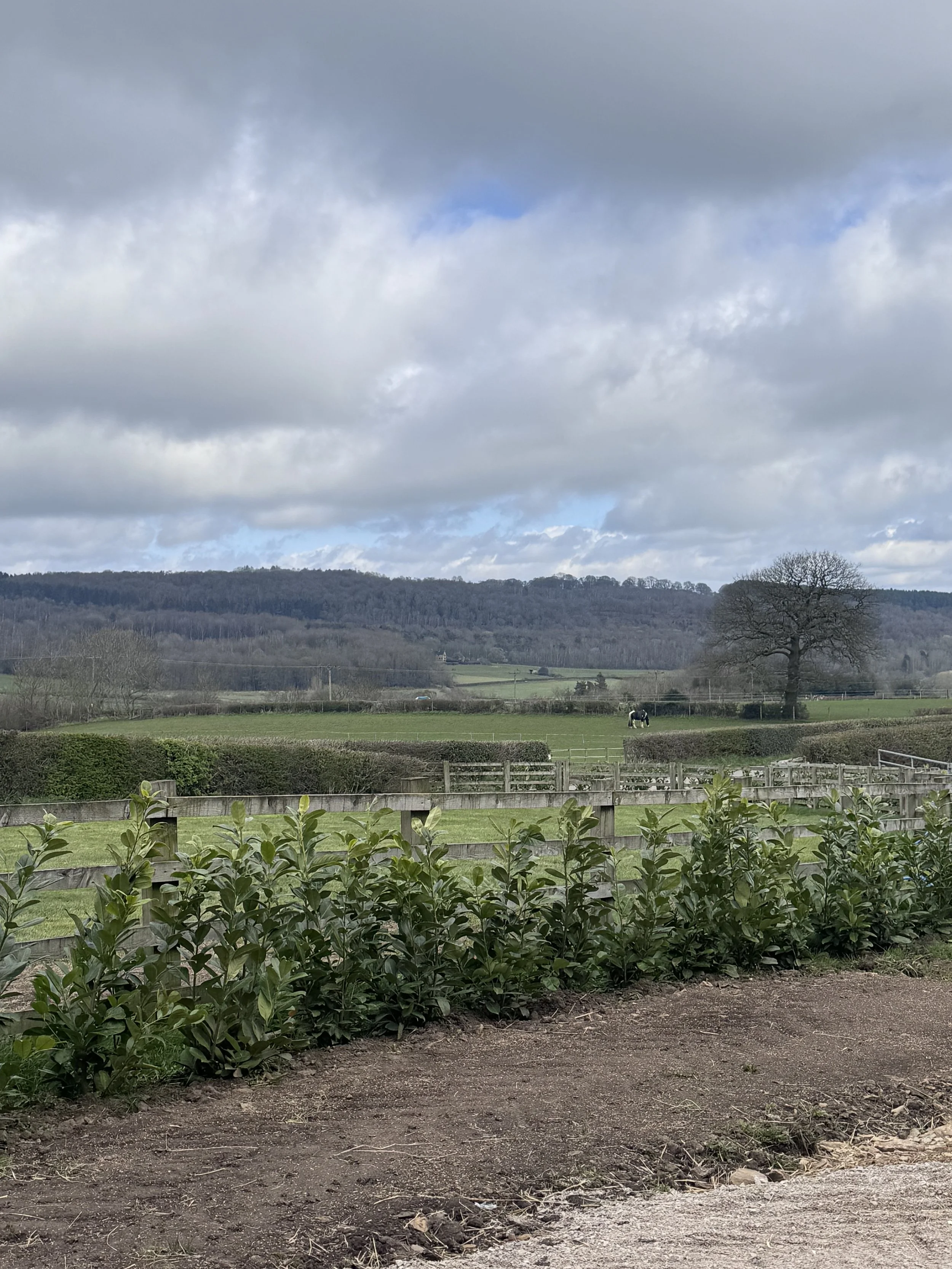 A rural landscape with an overcast sky, green fields, a large tree, a horse grazing, and a wooden fence in the foreground.