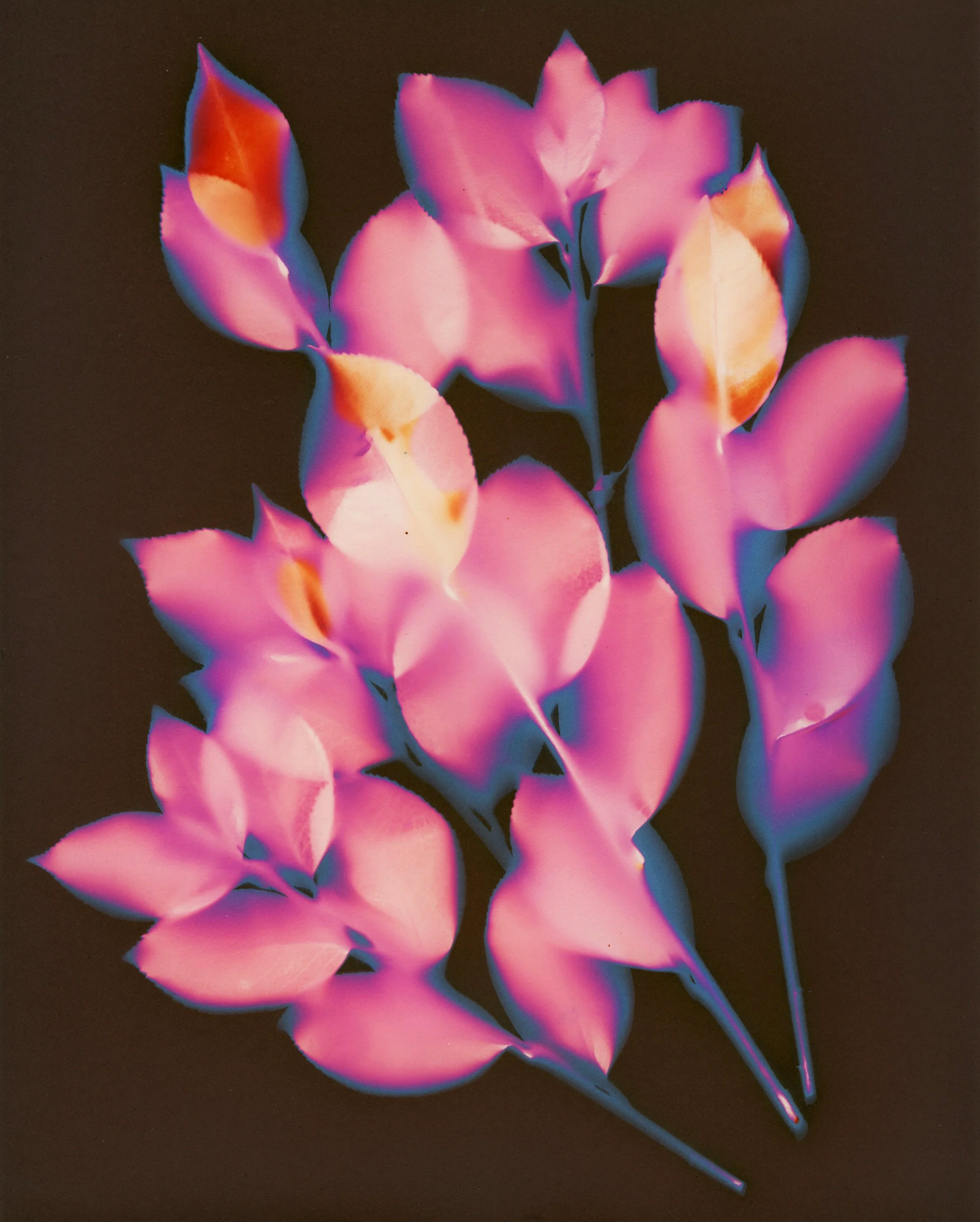 Lumen Prints