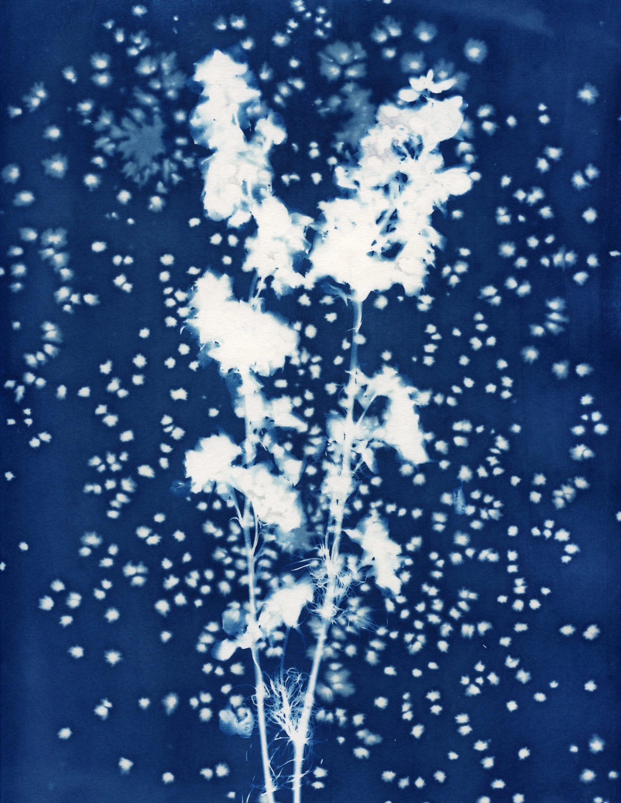 05 Cyanotype.jpeg