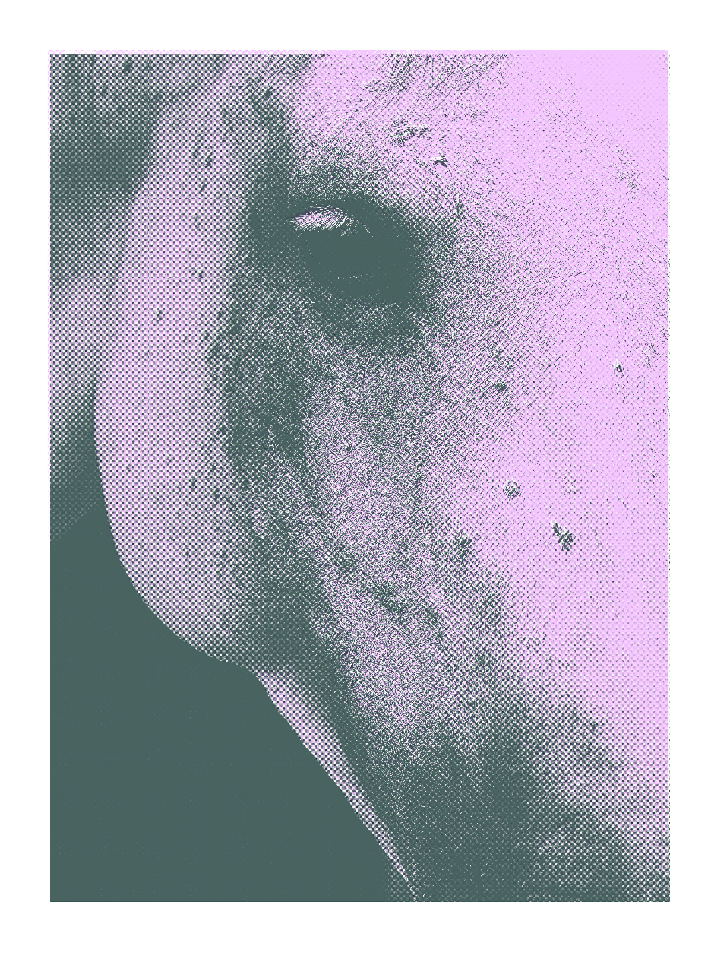 Whinny Risograph