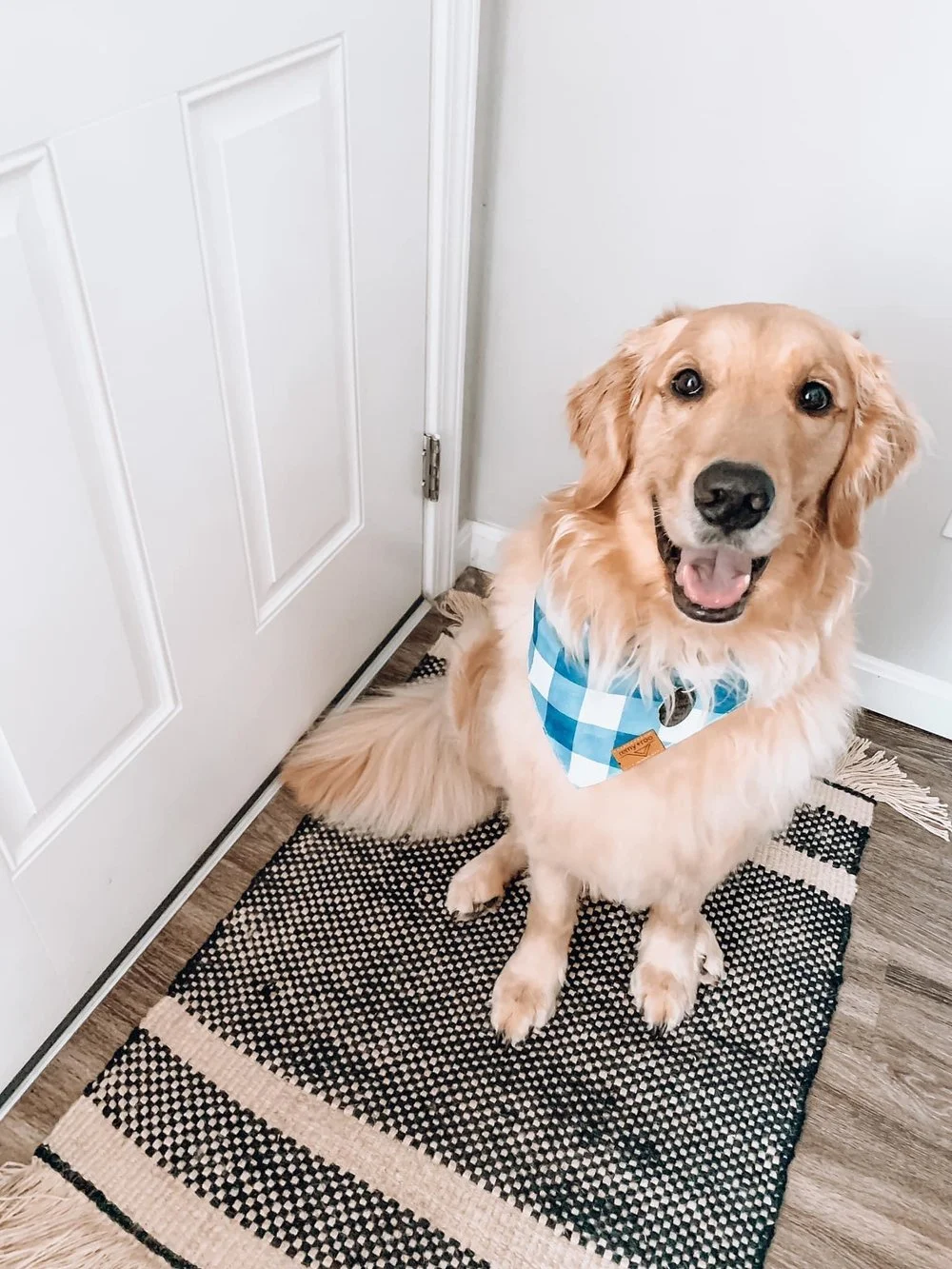 Golden retriever dog sitting on a black and white striped rug near a white door, wearing a blue and white checkered bandana, looking at the camera with a happy expression.