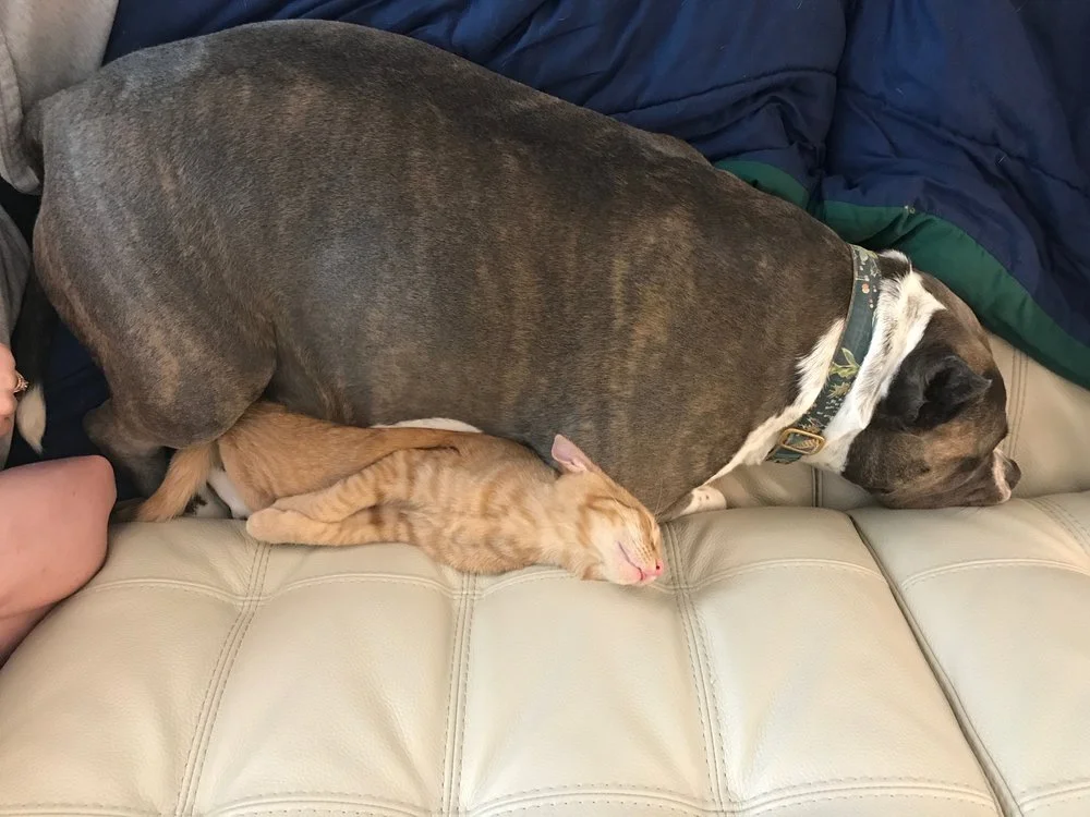 A large dog and a small orange kitten sleeping on a beige leather couch. The dog is lying on its side with the kitten nestled underneath.