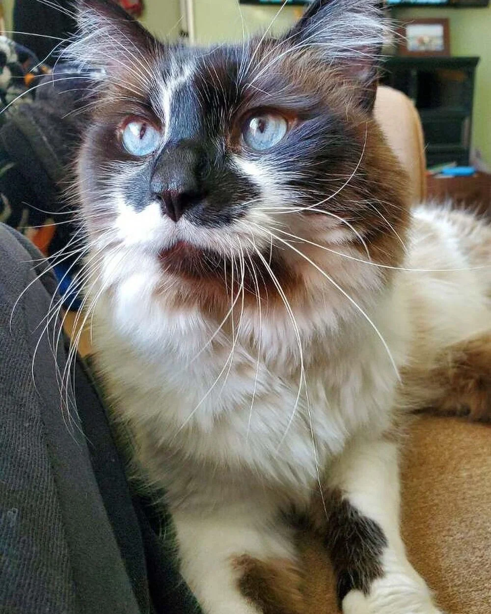 Close-up of a fluffy Siamese mix cat with blue eyes, white and brown fur, sitting on a couch.