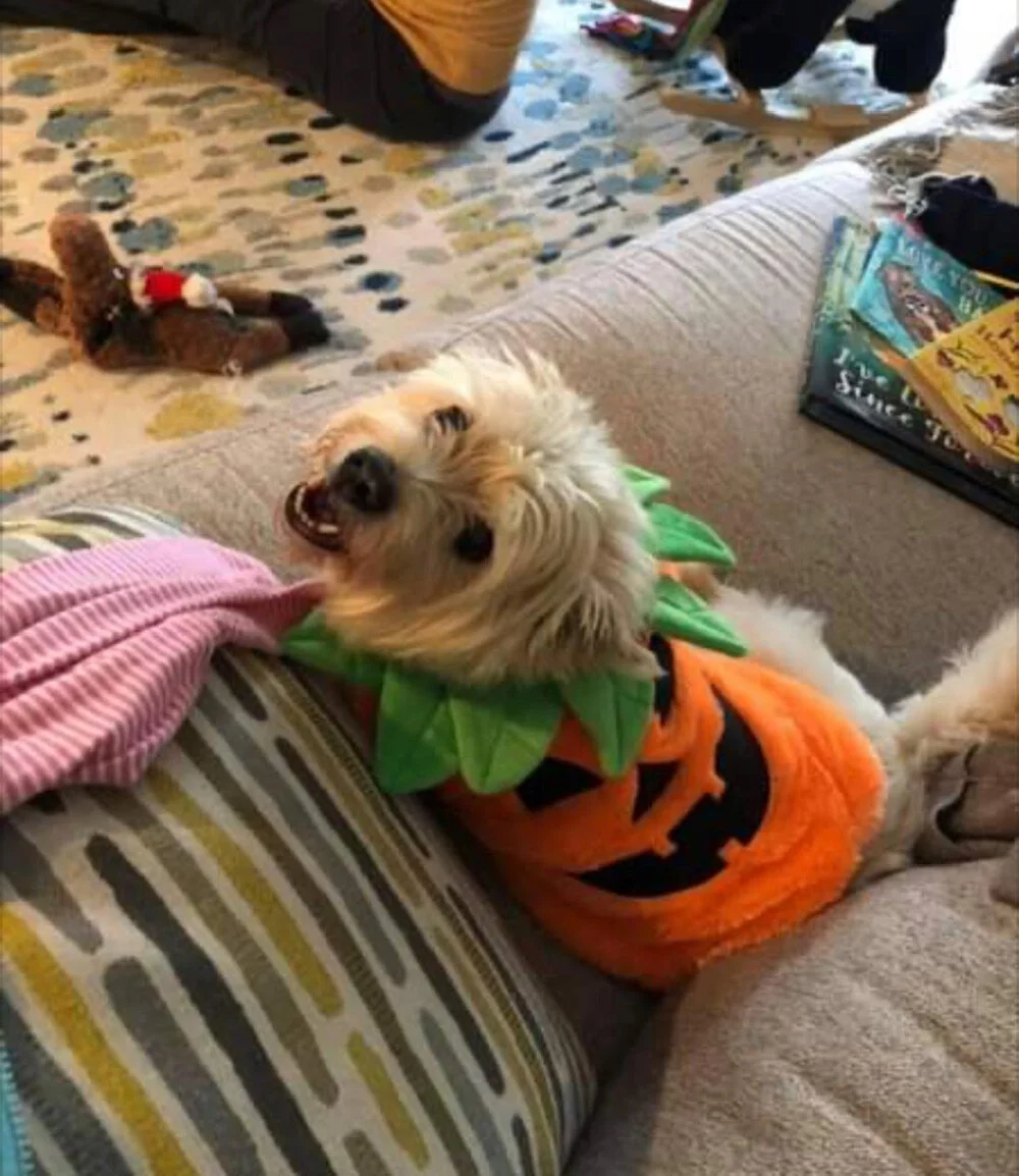 A small dog dressed in a Halloween pumpkin costume, showing its face and looking up with an open mouth, sitting on a sofa.