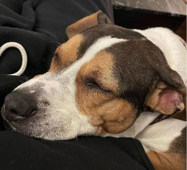 Close-up of a sleeping dog with a tri-color coat resting its head on someone's lap.