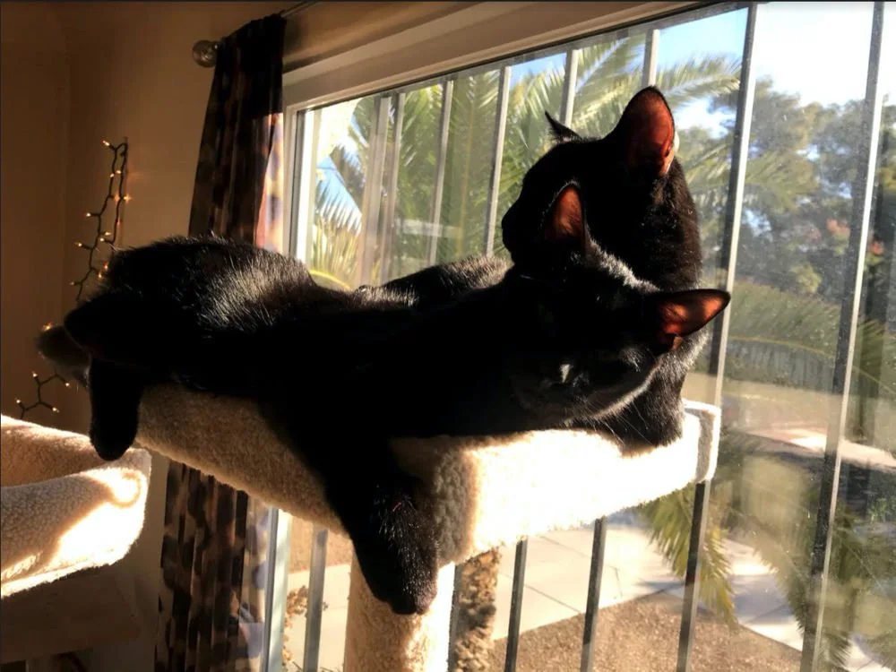 Two black cats lying together on a beige cat tree near a window, with trees visible outside.