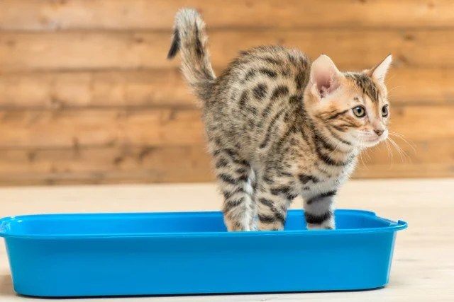 House-Soiling 101: What Every Cat Caregiver Needs to Know