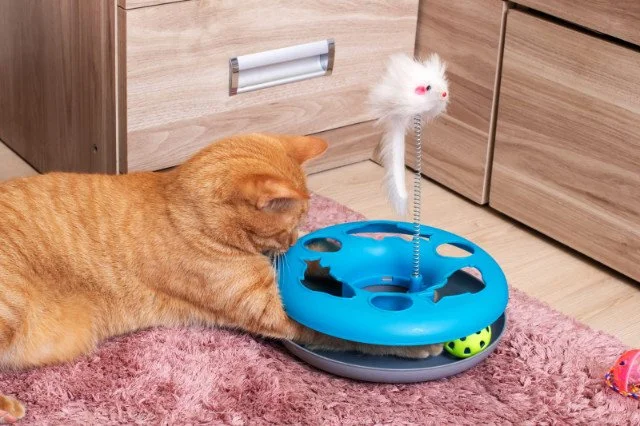Keeping Your Cats Busy, Not Bored: Everyday Enrichment for Happier, Healthier Cats