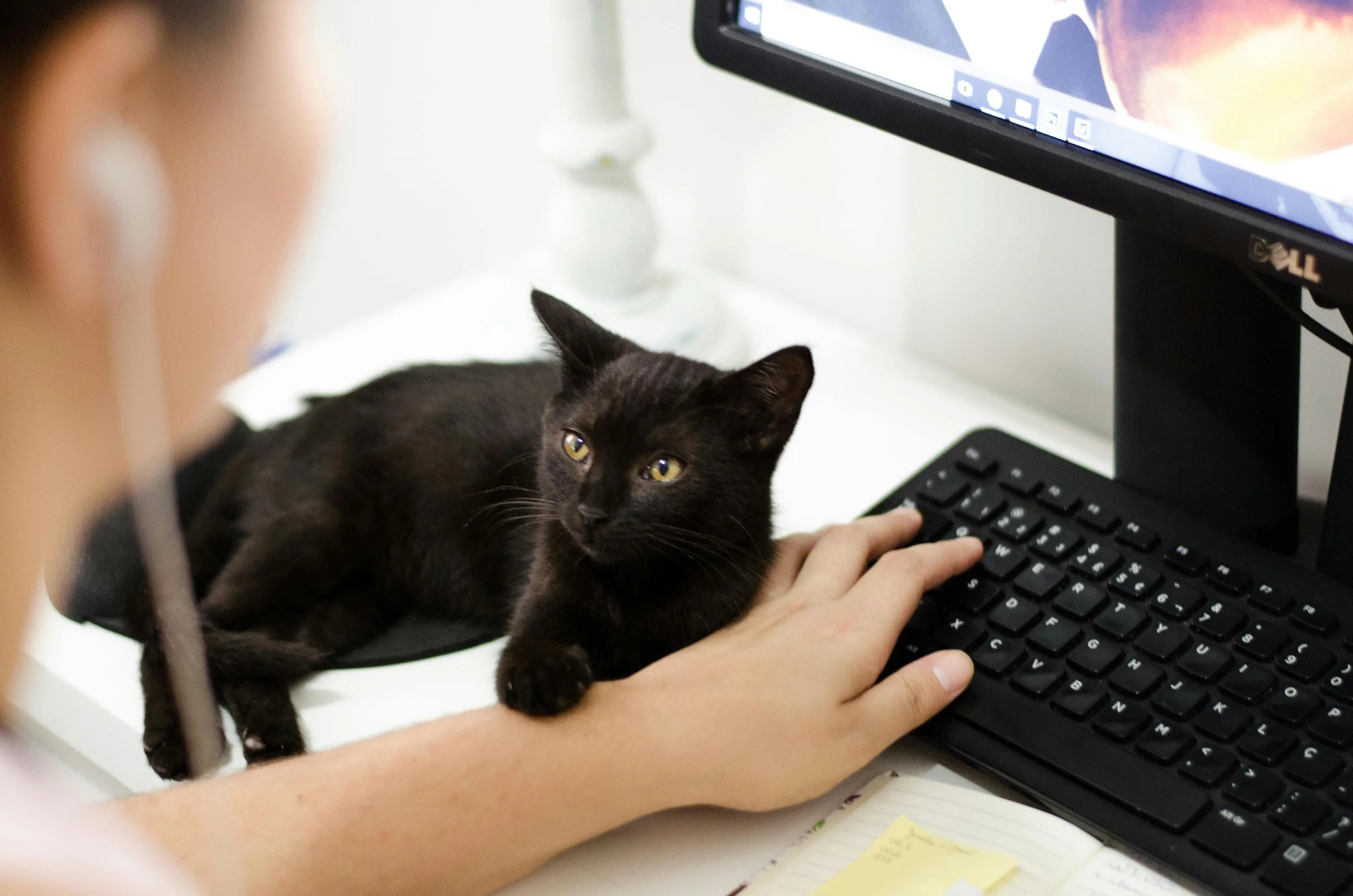 A person working at a computer with a black cat lying on the keyboard, looking at the camera.