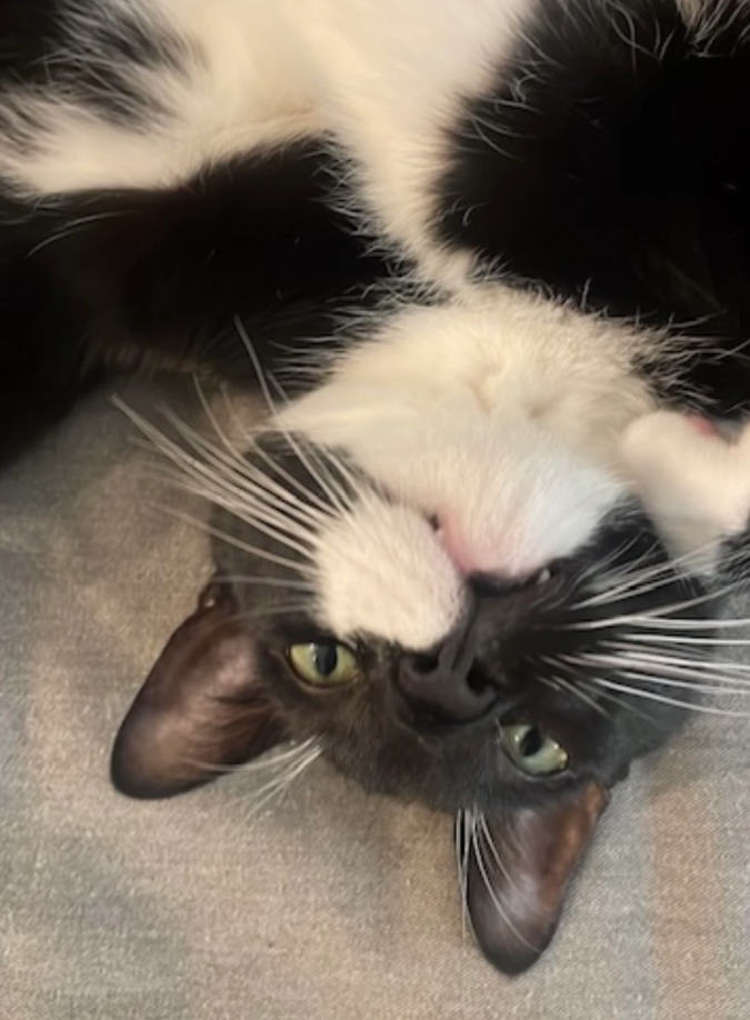 Black and white cat lying upside down on a gray surface, looking at the camera with green eyes.