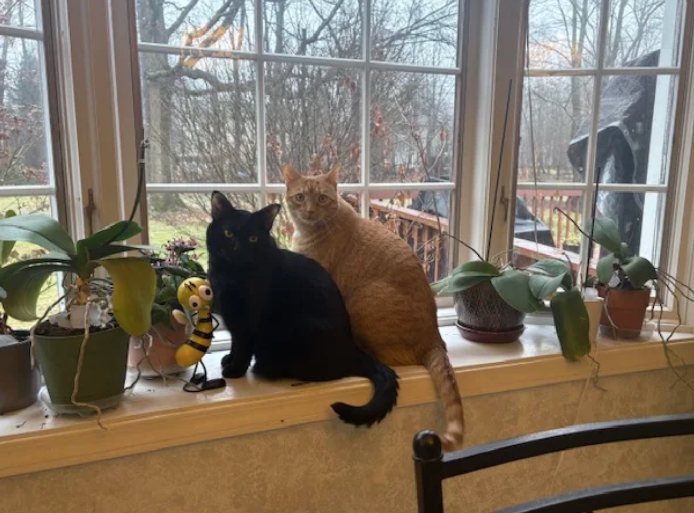 Two cats sitting on a windowsill surrounded by houseplants, with a view of a backyard with trees outside.