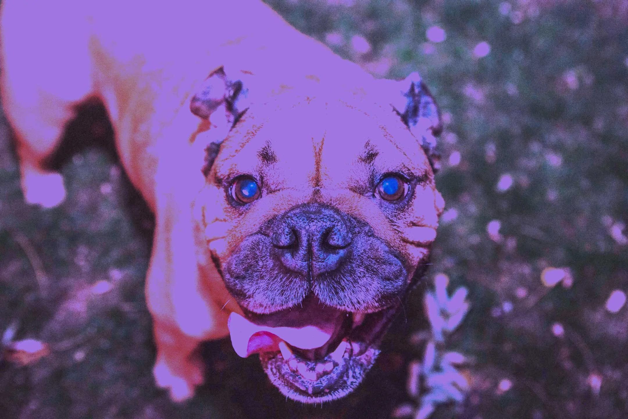 A dog lying on the ground with purple and pink lighting effects, and bright blue eyes.