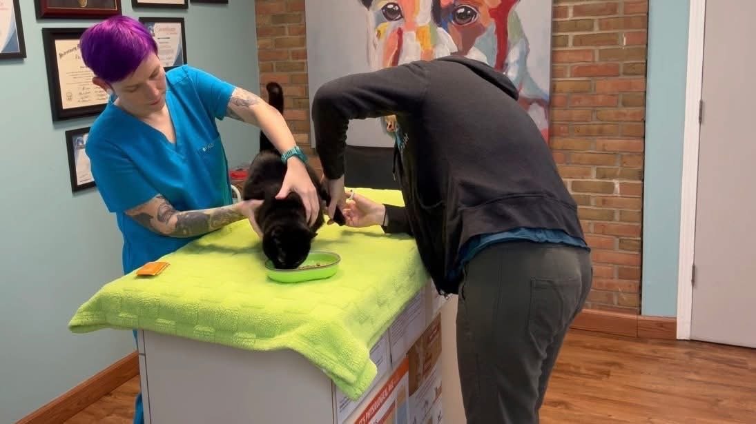 A veterinarian in blue scrubs and a man in dark clothing examine a black cat on a table with a bright green towel. The veterinarian is holding the cat, and the man is reaching towards it. The background features framed certificates on the wall, a brick wall section, and colorful artwork of a dog.