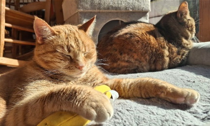 Two cats lying on a sunlight-lit mat; one cat is orange with closed eyes and a yellow collar, the other is a darker tabby, both resting indoors.