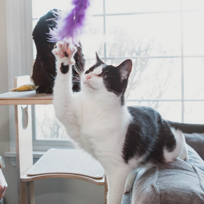 Tuxedo cat playing with a purple feather toy