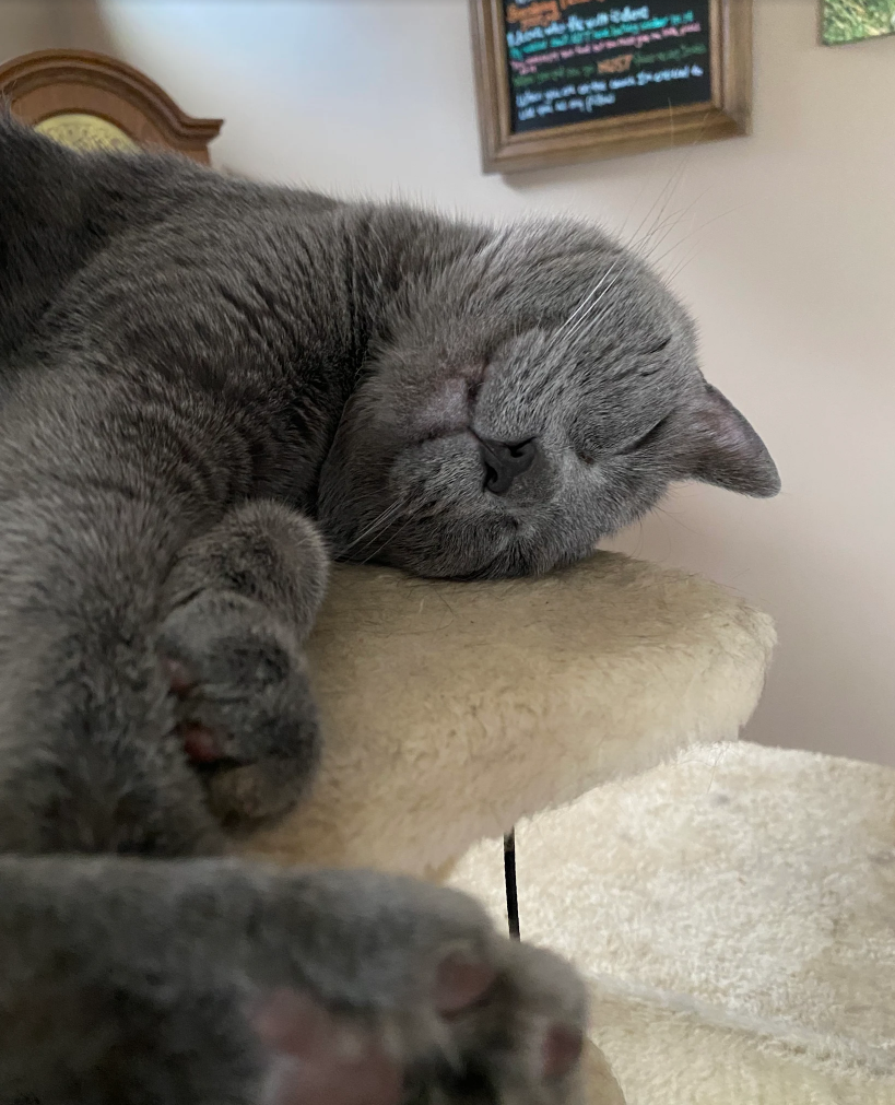 Gray cat sleeping on a beige cat tree.