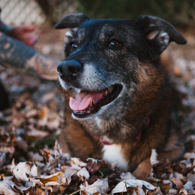 Closeup of a dog laying in a pile of leaves looking content