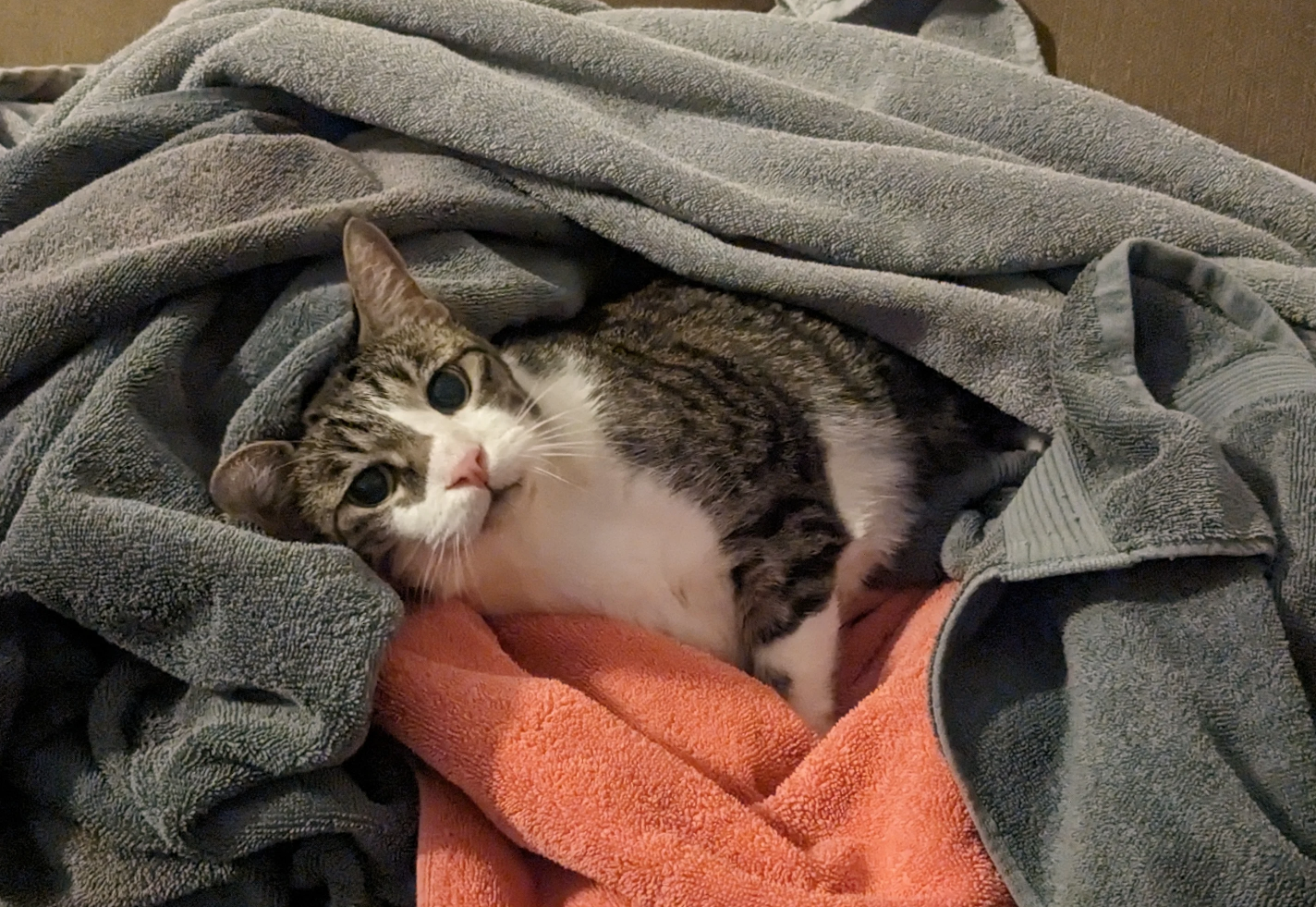 A tabby and white cat lying on a gray towel and an orange towel on a couch, looking up at the camera.
