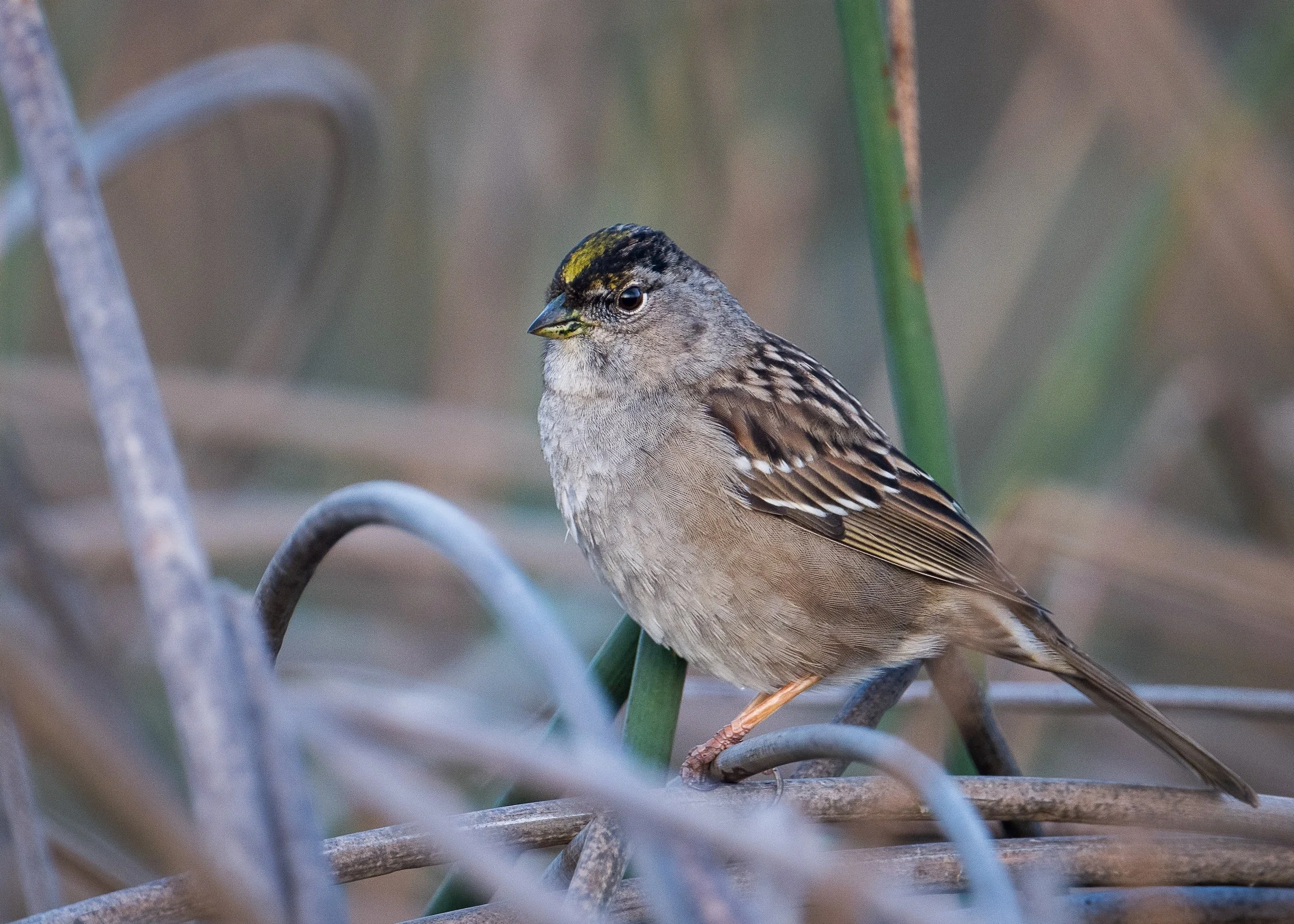 Golden-crowned Sparrow