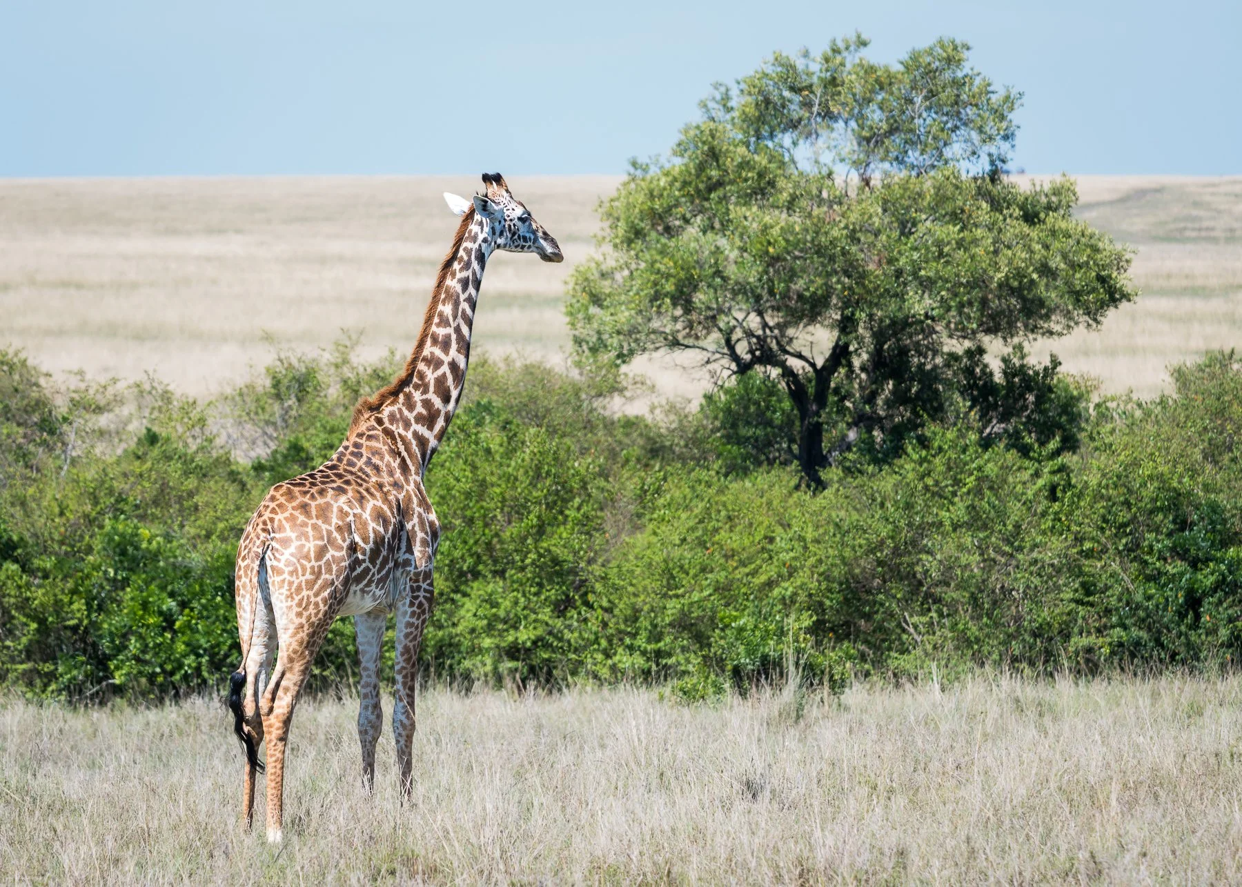 Giraffe