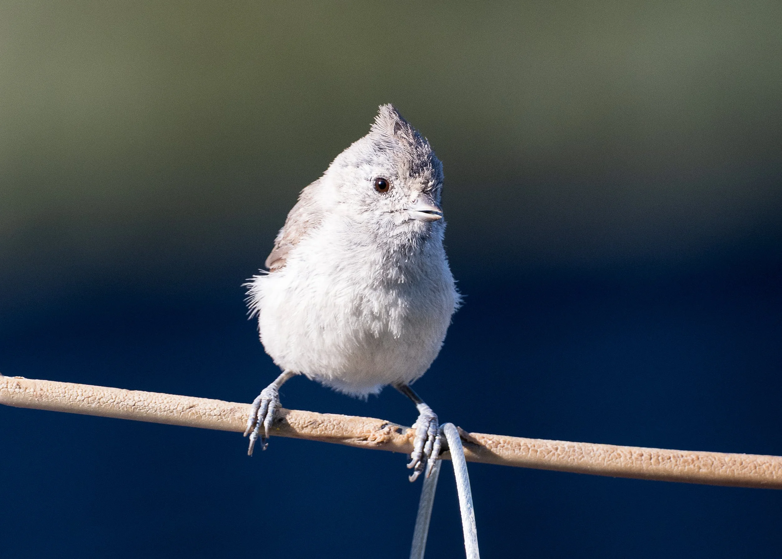 Oak Titmouse