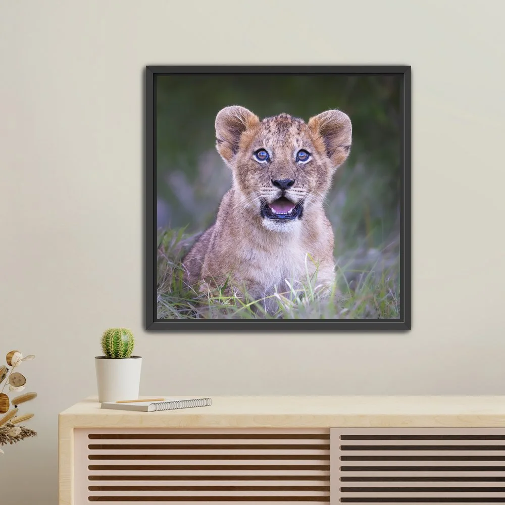 CuriousCub-FloatFrame-Canvas.jpg