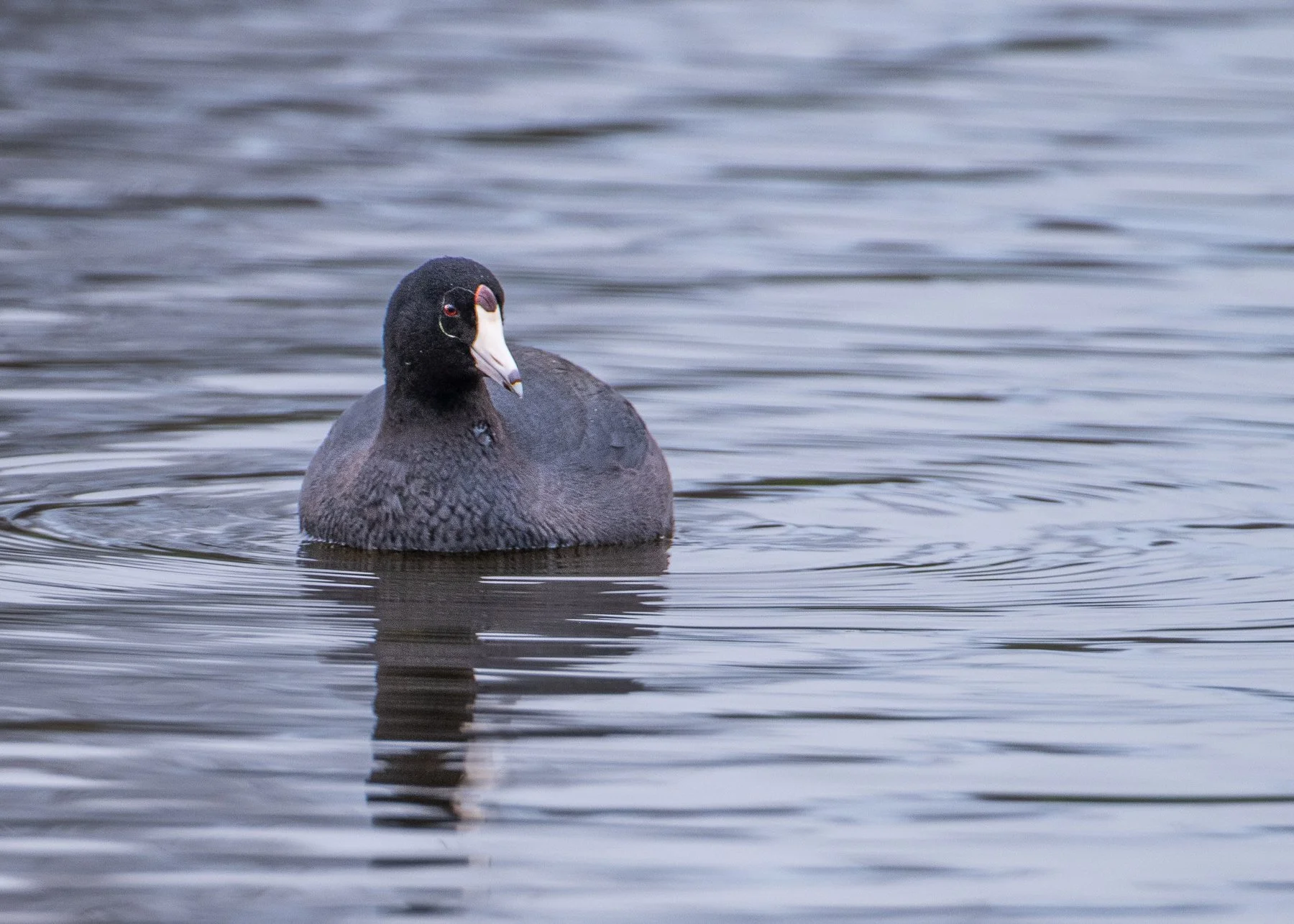 American Coot