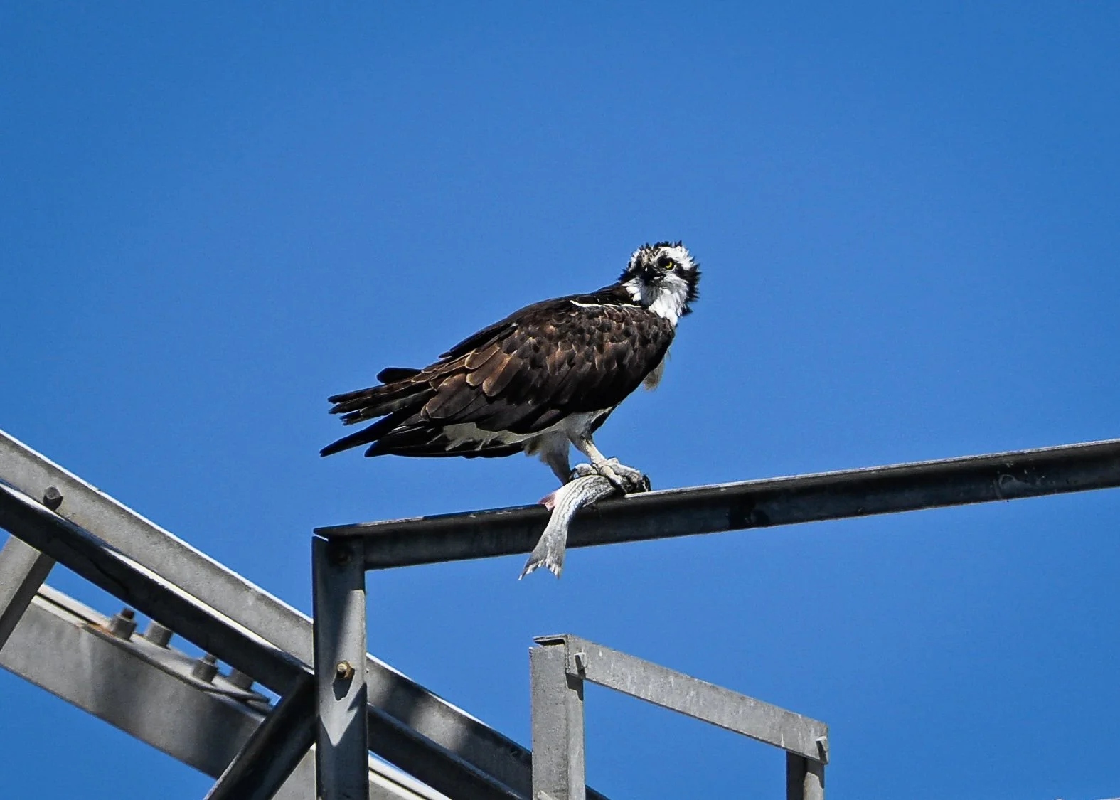Osprey