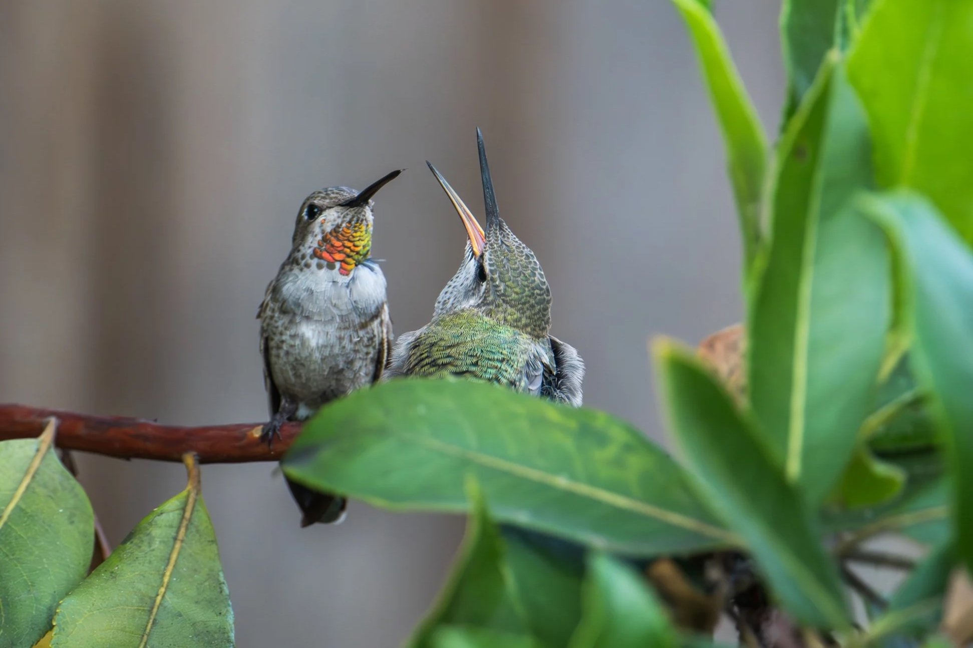 Humming Birds