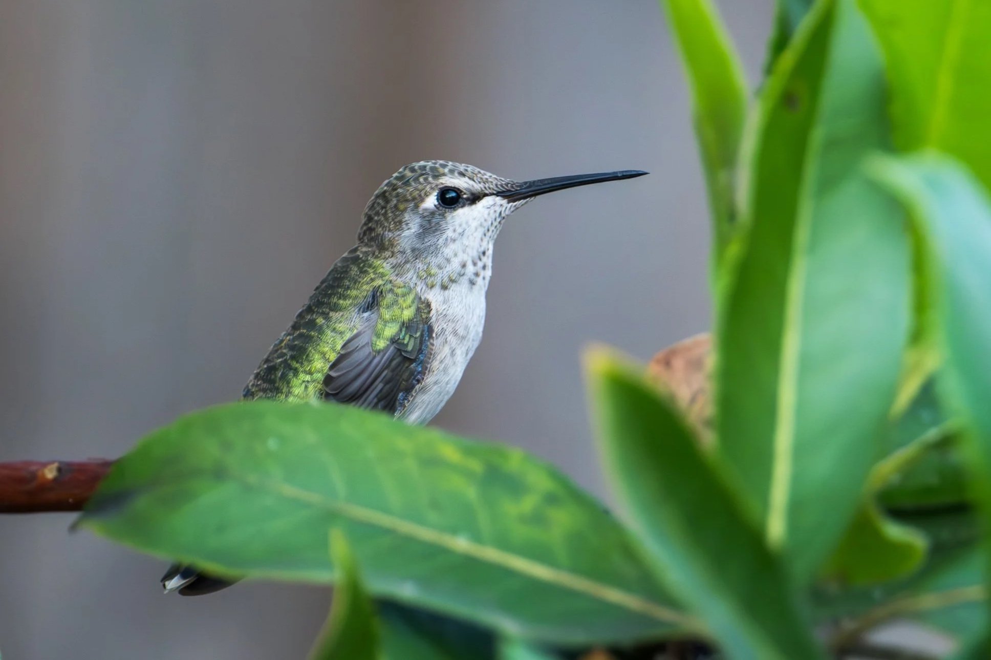 Humming Bird
