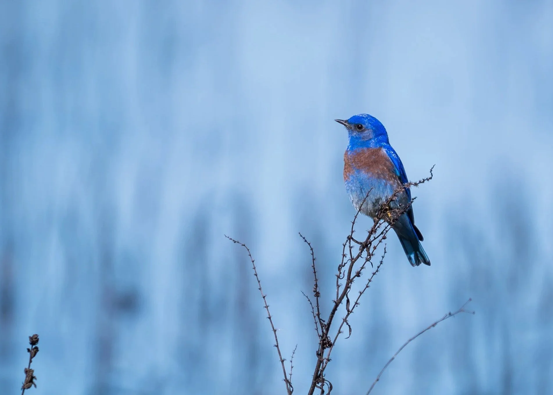 Western Bluebird