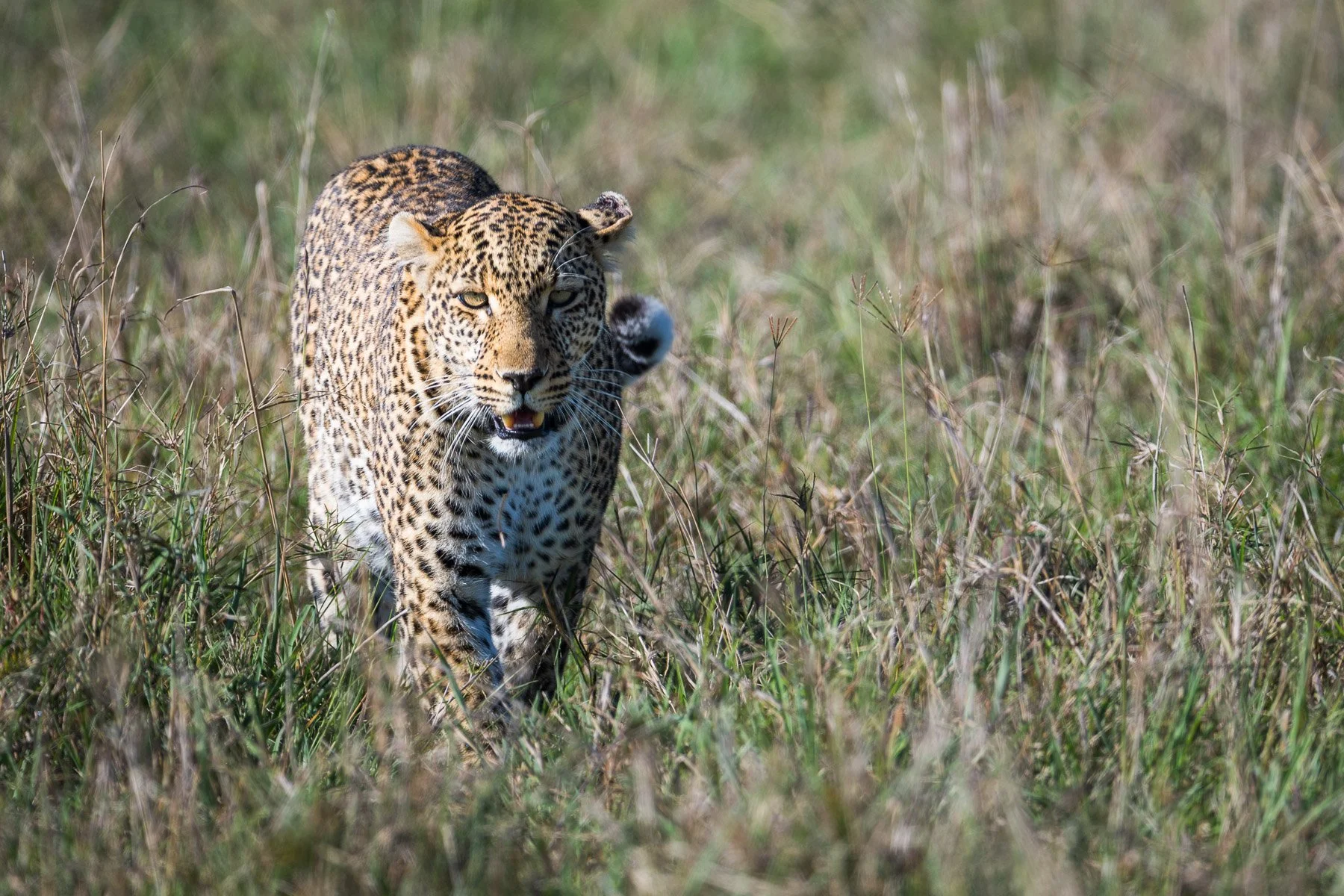 Masai Mara