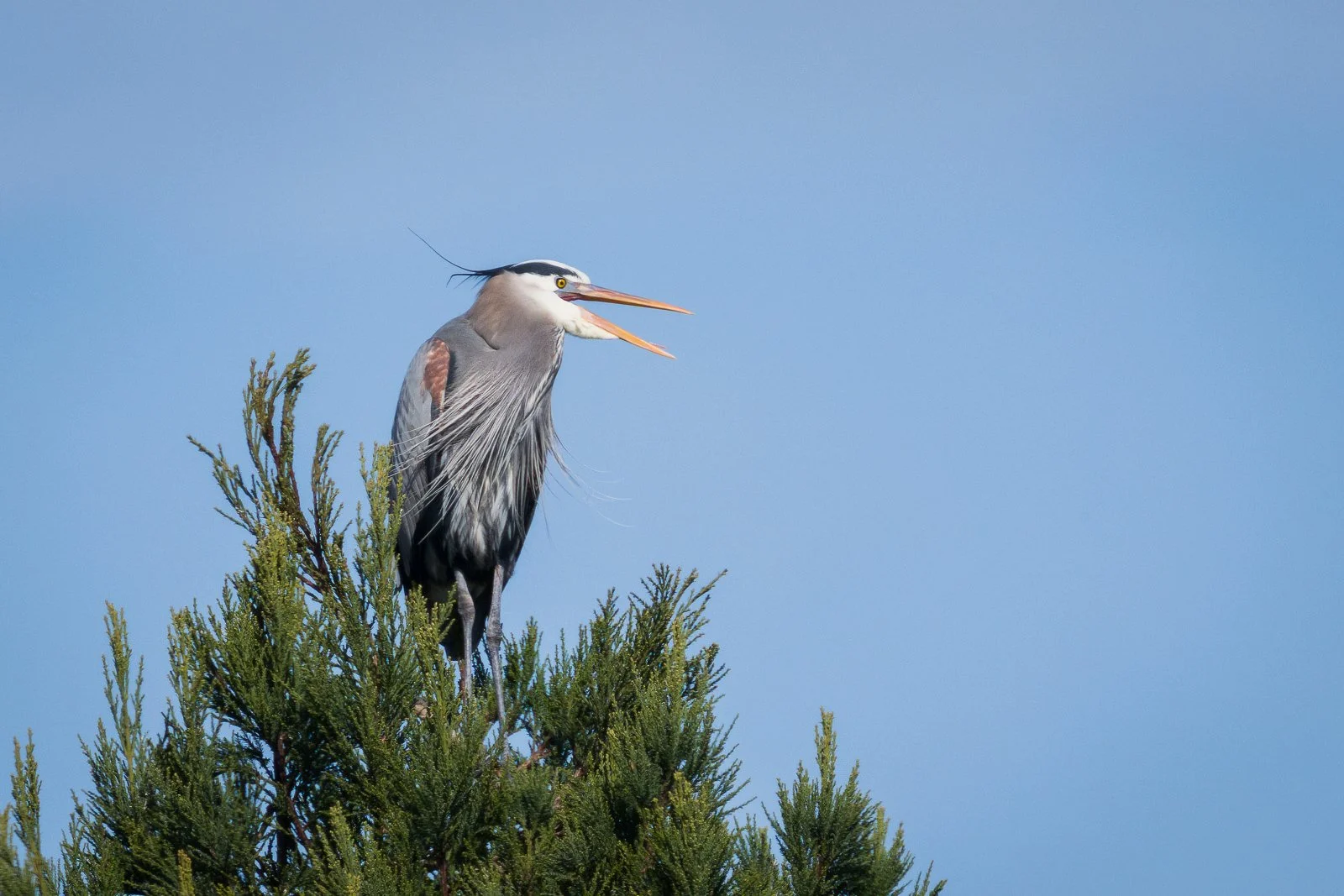 Great Blue Heron