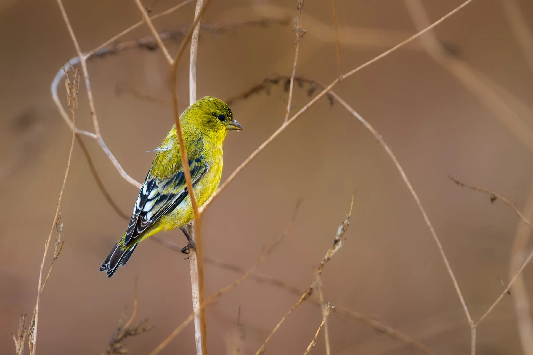 Lesser Goldfinch