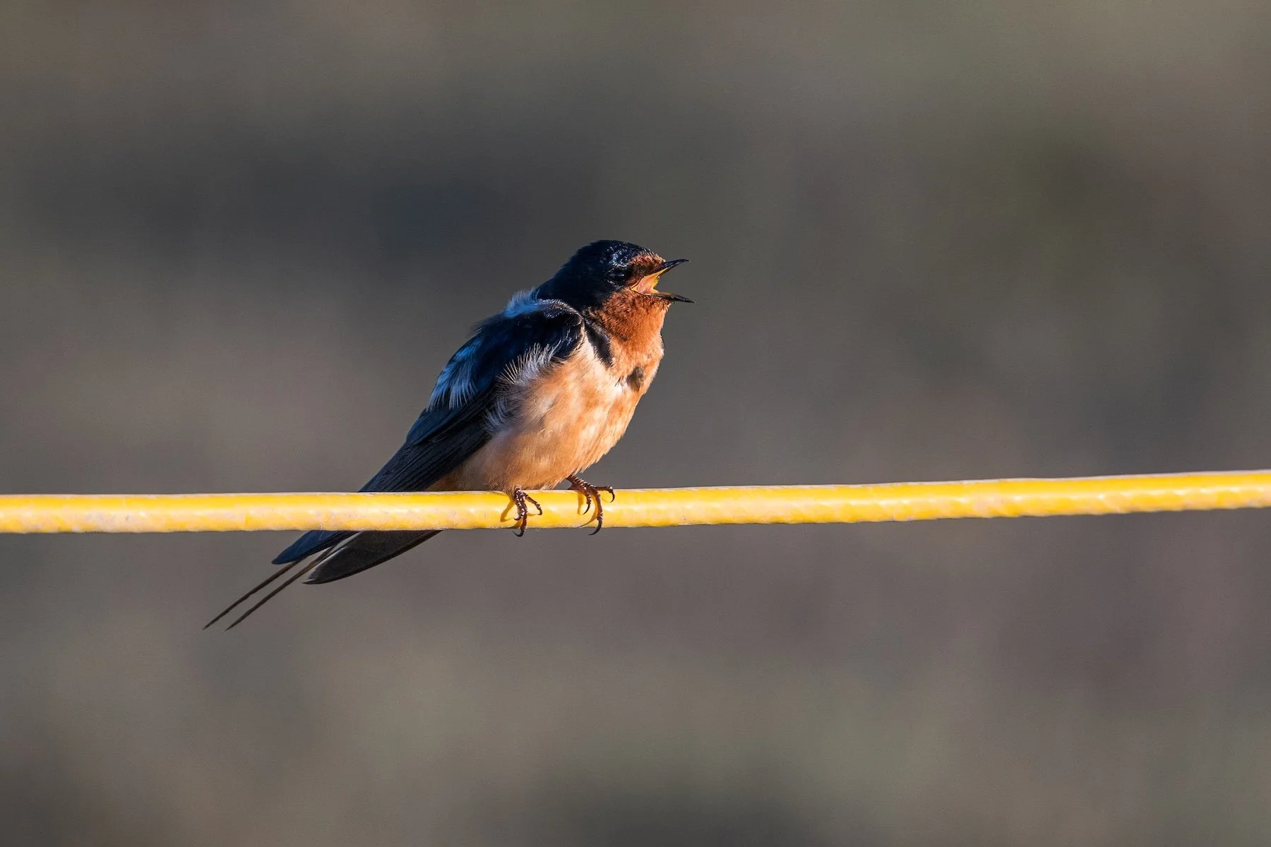 Barn Swallow
