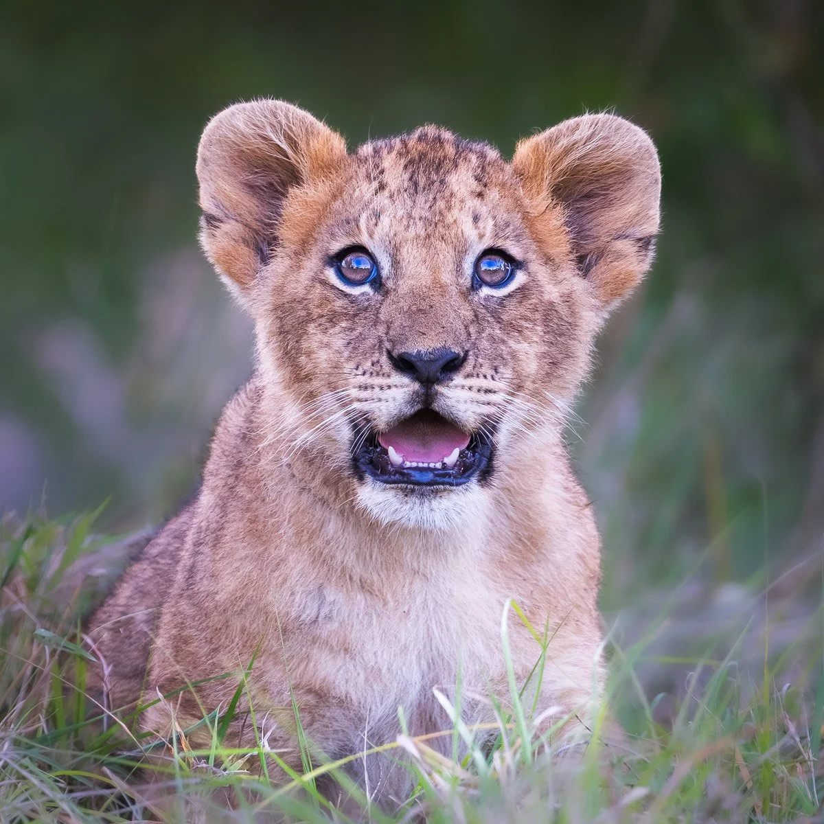 Curious Cub