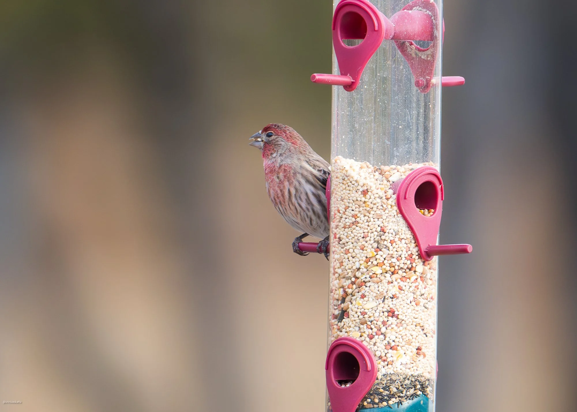 Purple Finch