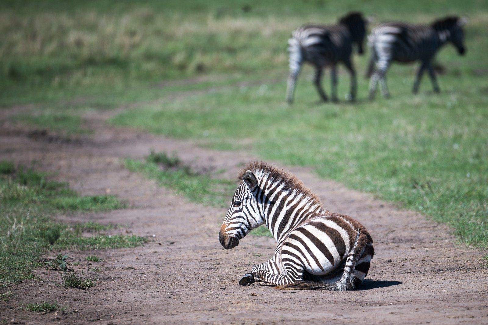 Zebra