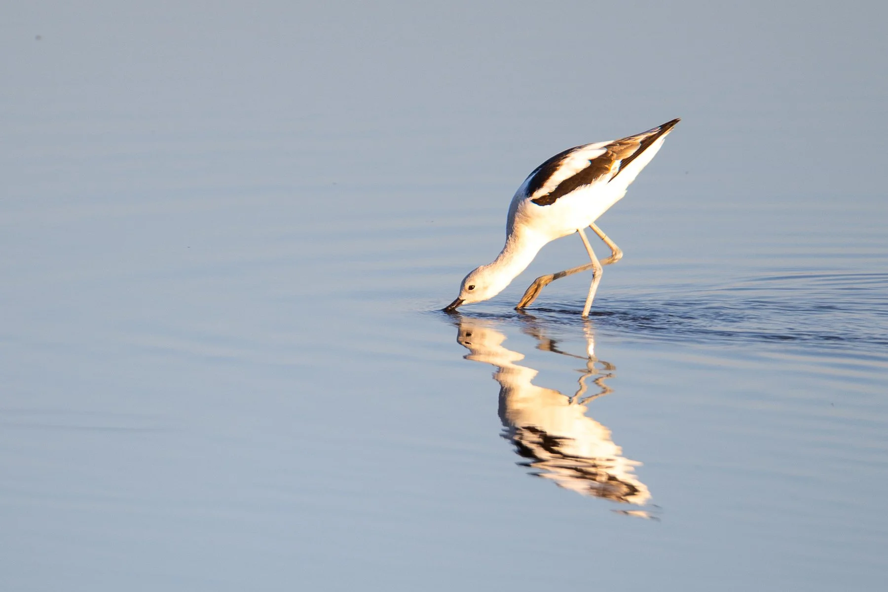 American Avocet