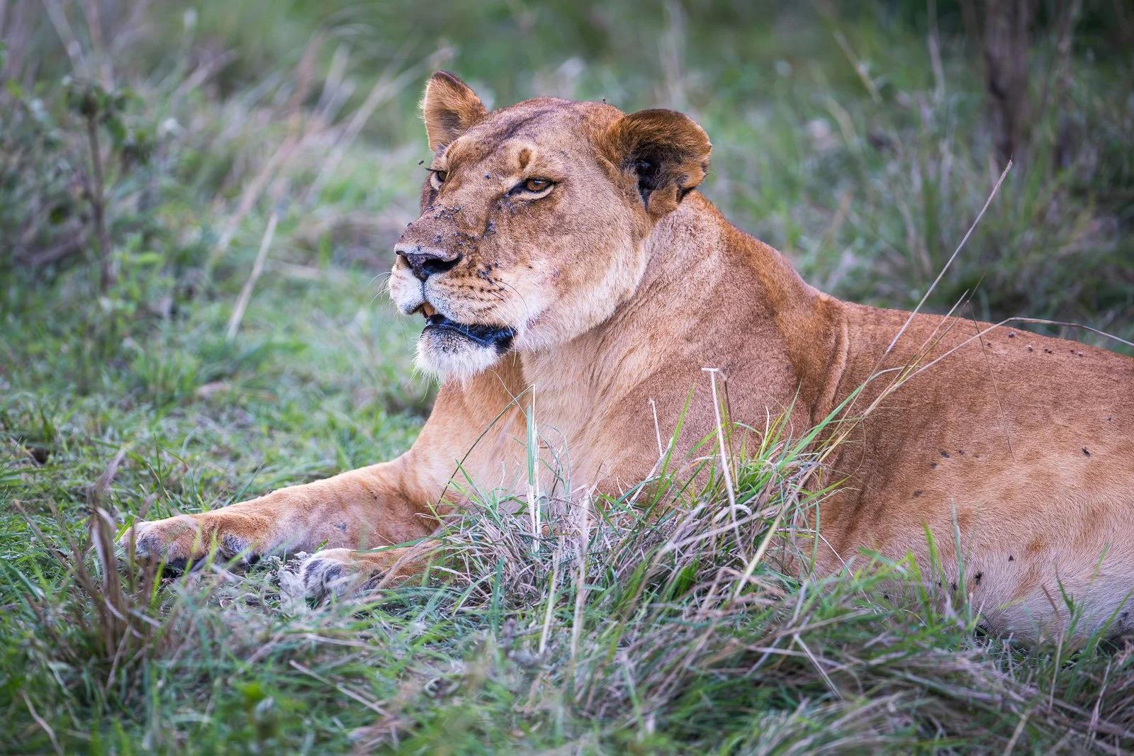 Lion