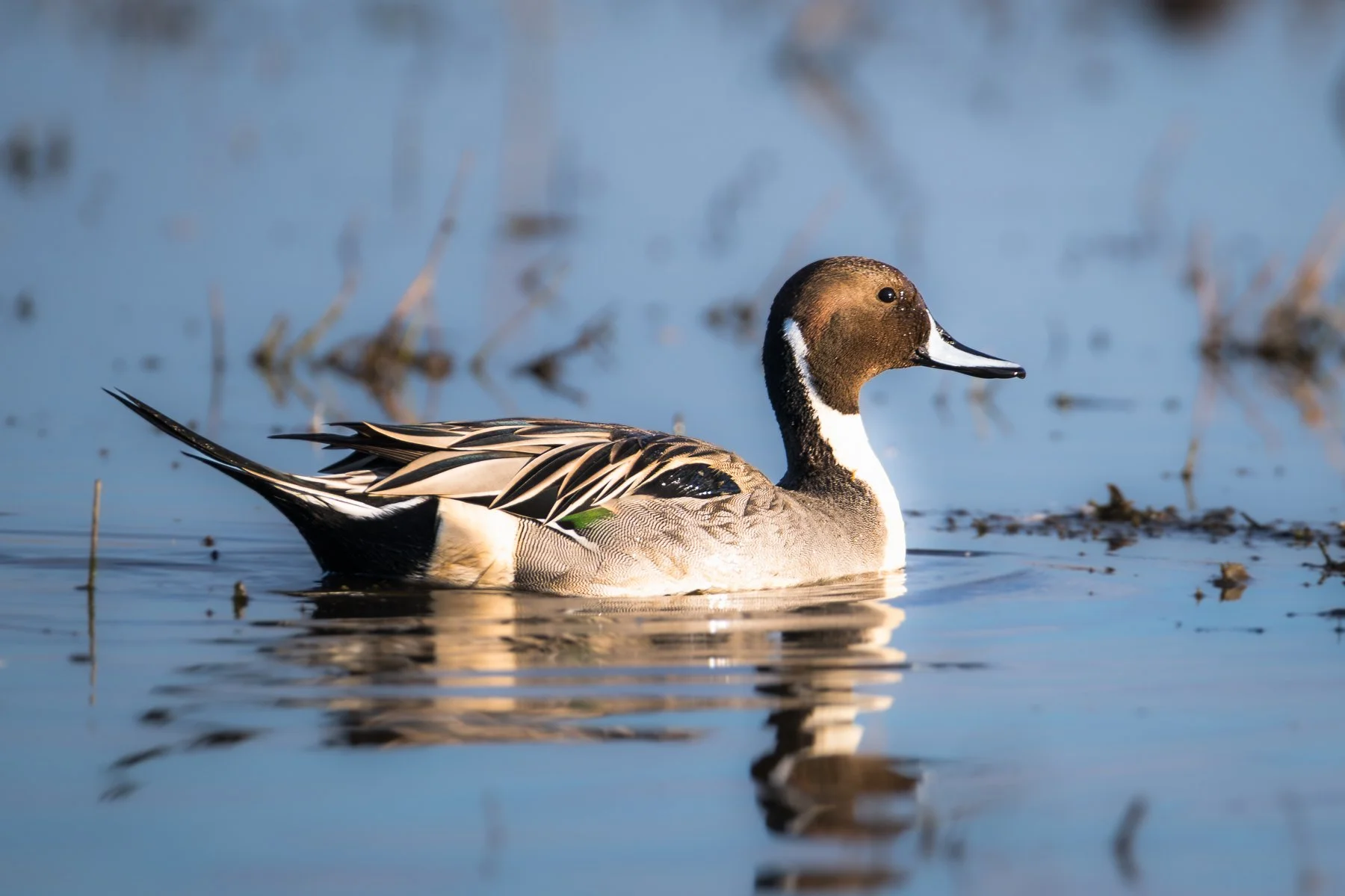 Northern Pintail