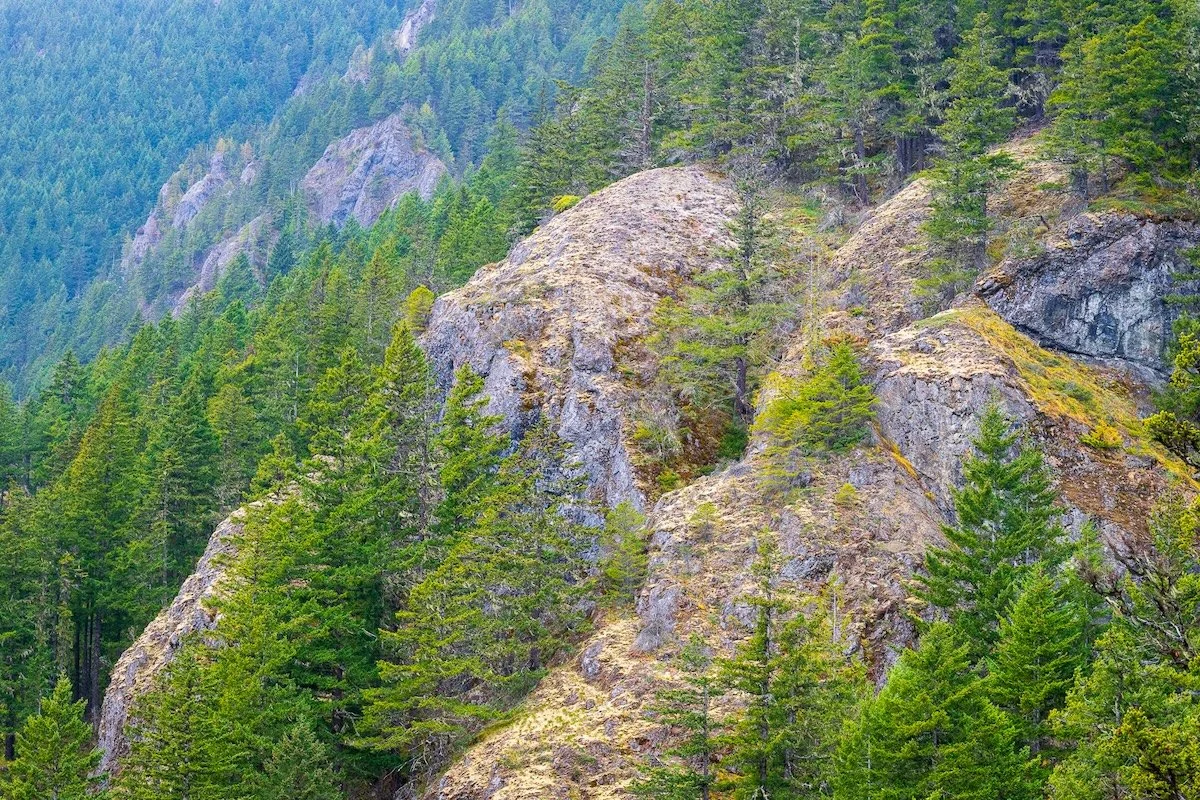 Trees & Hills