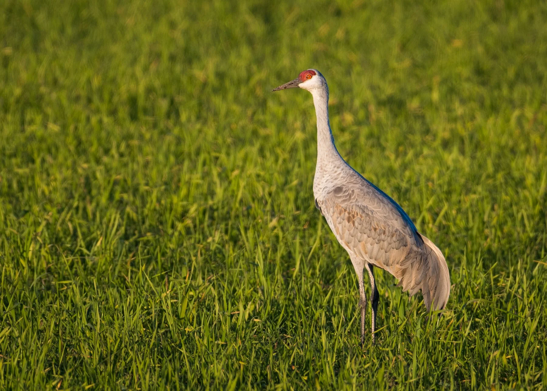 Sandhill Crane