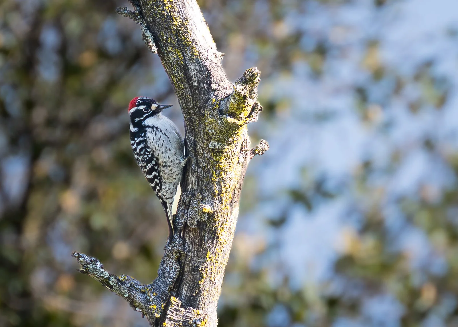 Nuttall's Woodpecker
