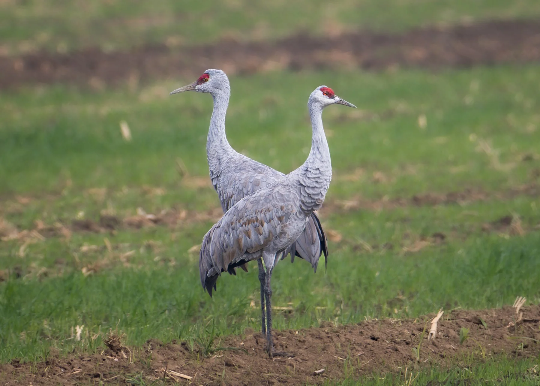 Sandhill Cranes