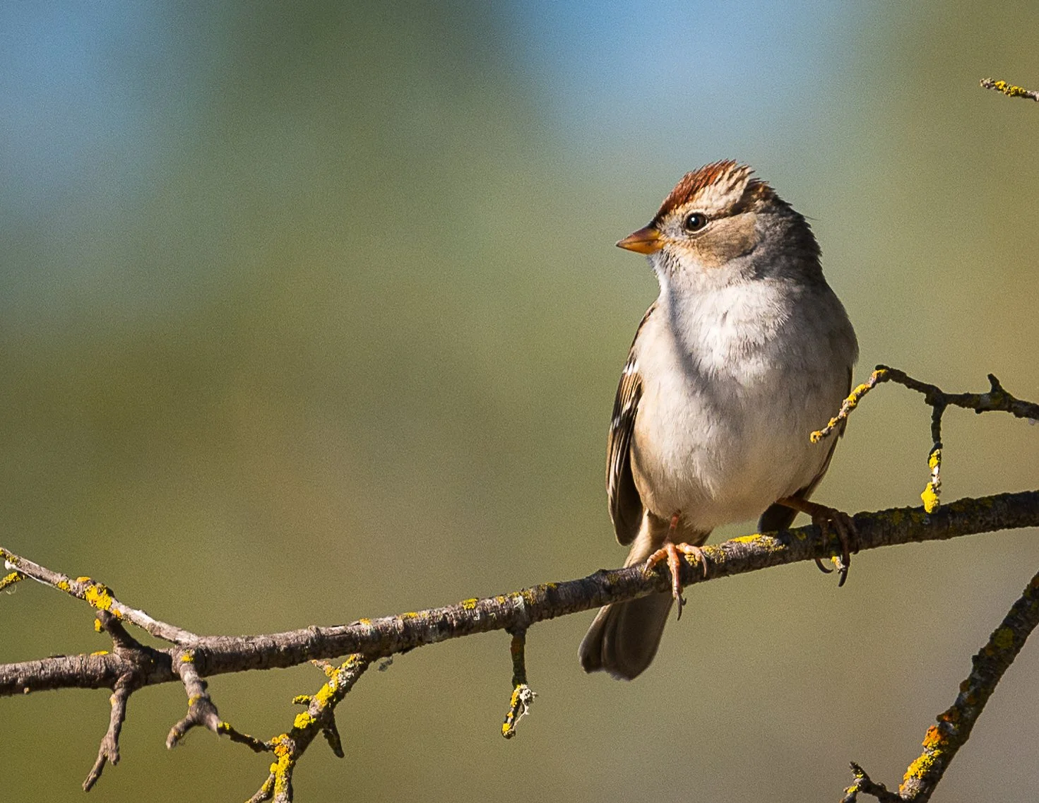 White crowned Sparrow