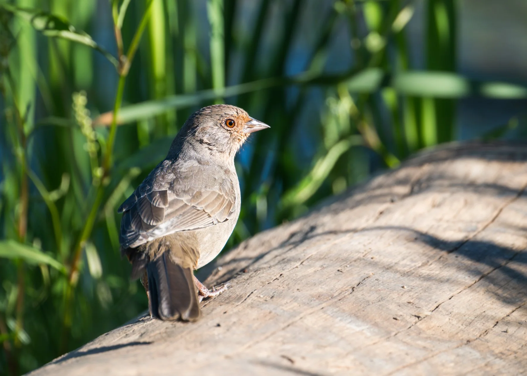 California Towhee